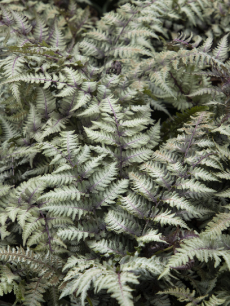 Burgundy Lace Painted Fern