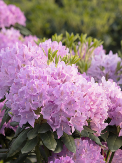 Pink Treasure Rhododendron
