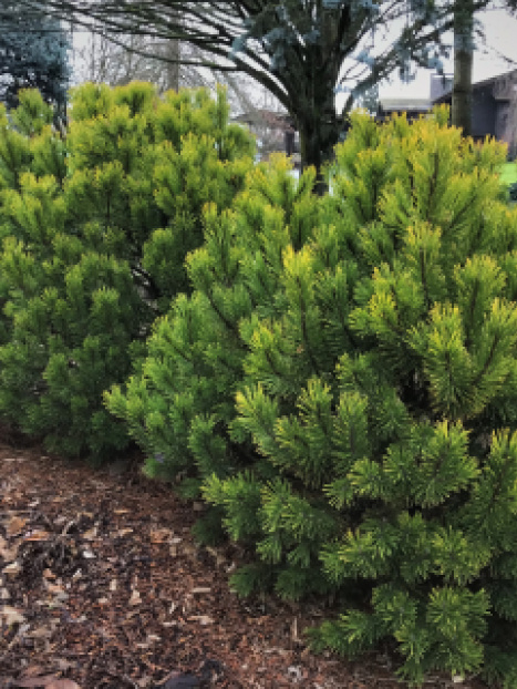 Carsten's Wintergold Mugo Pine