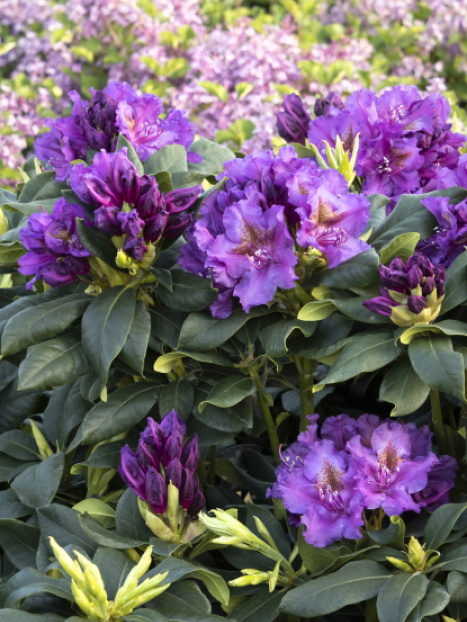 Lee's Dark Purple Rhododendron