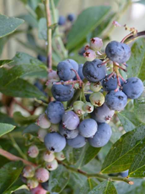 Frostberry Delight® Rabbiteye Blueberry