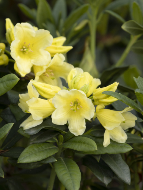 Hotei Rhododendron