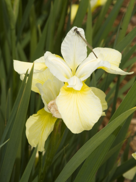 Butter & Sugar Siberian Iris