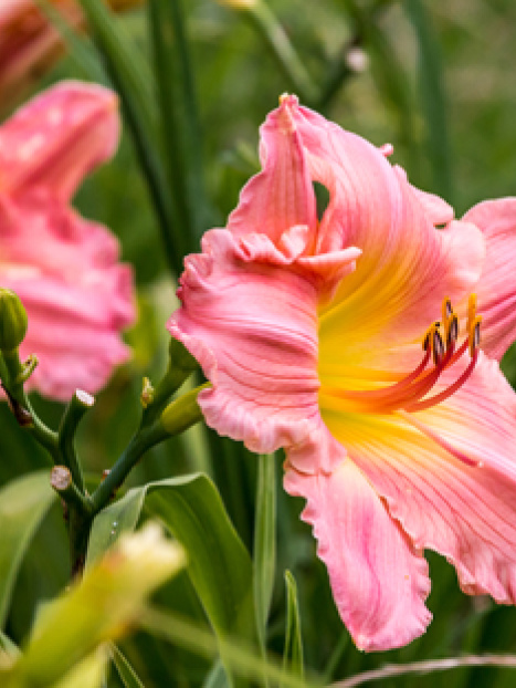 Happy Ever Appster® Rosy Returns Daylily