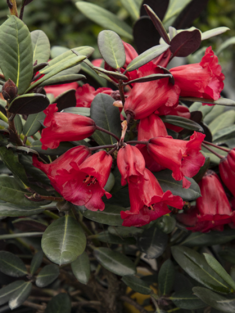 Everred Rhododendron