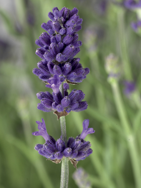 Scent™ Blue Early Lavender