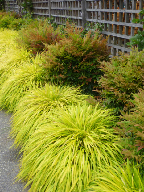 All Gold Japanese Forest Grass