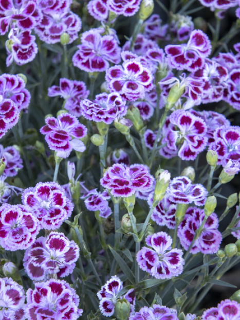 Delilah™ Bicolor Purple Dianthus