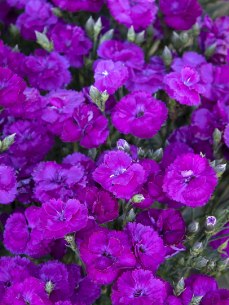 Delilah™ Purple Dianthus