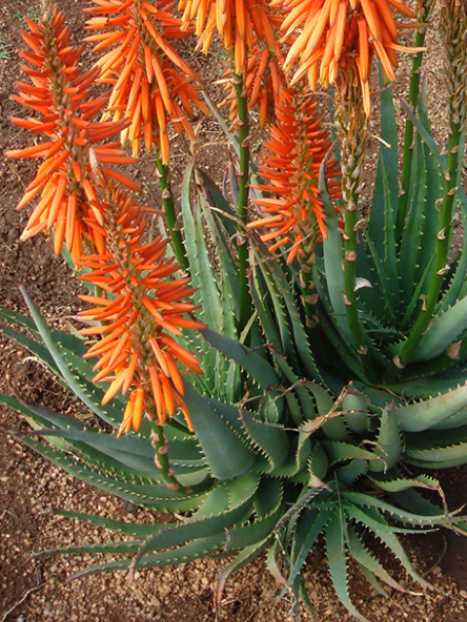 Safari Orange Aloe