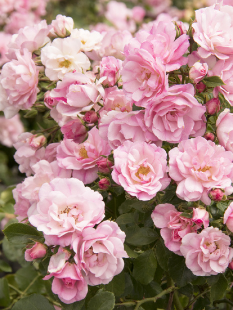 Flower Carpet® Appleblossom Rose