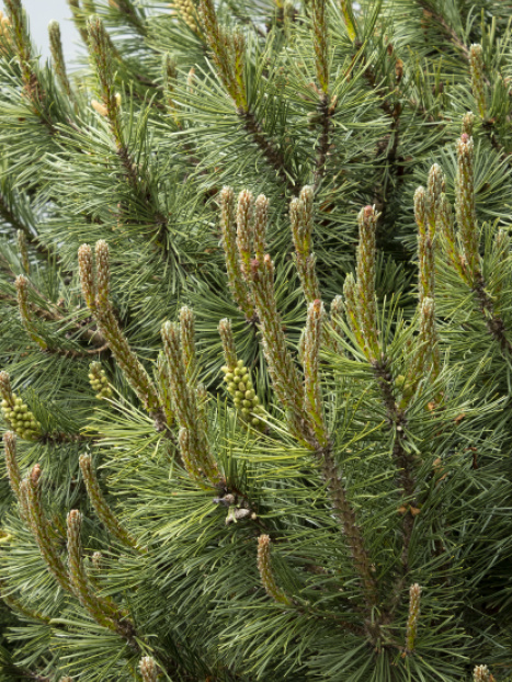 Slowmound Mugo Pine