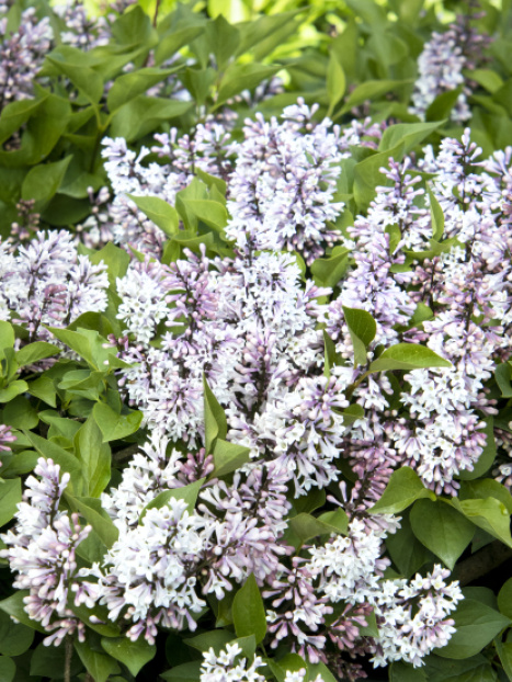 Little Darling® Lilac
