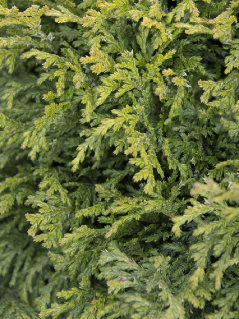 Miniature Moss False Cypress