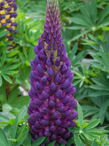 Staircase™ Blue Lupine
