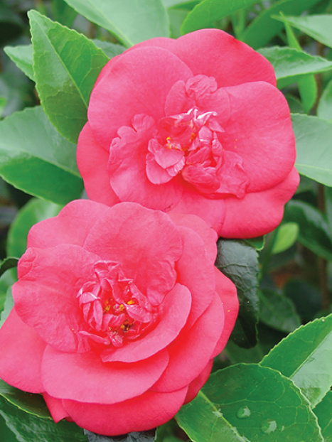 Rosehill Red Camellia