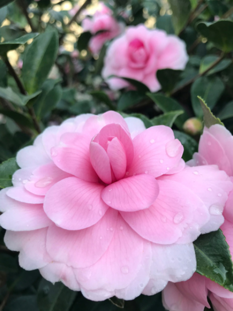 Chansonette's Blush Camellia