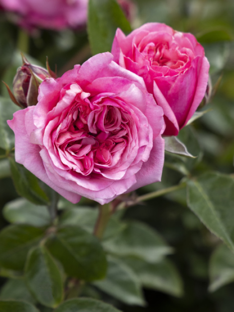 Eau De Parfum™ Blush Rose