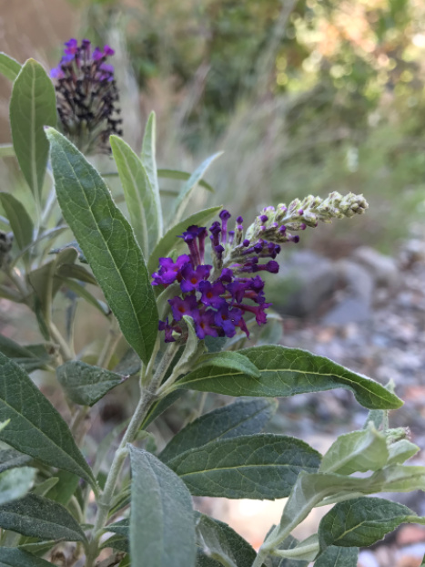 Sparkler® Purple Petite Butterfly Bush
