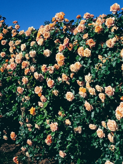 Garden Sun™ Climbing Rose
