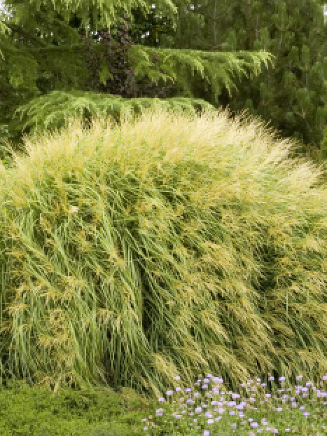 Dwarf Maiden Grass