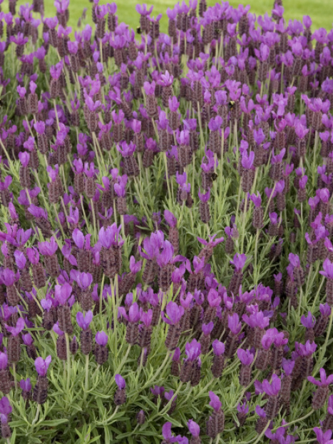 Hazel™ Spanish Lavender