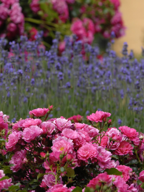 Flower Carpet® Pink Rose