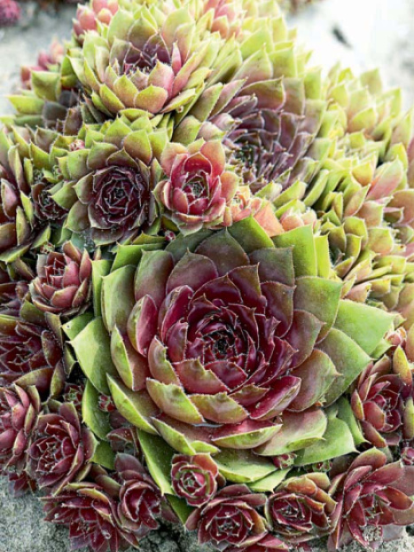 Red Rubin Hens And Chicks