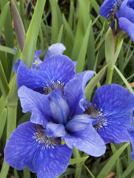 Bennerup Blue Siberian Iris