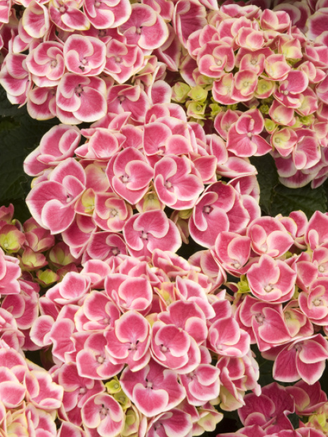 Buttons 'N Bows® Hydrangea