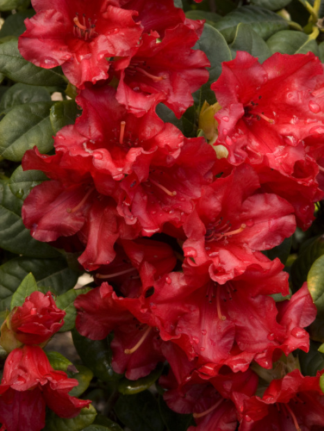 Scarlet Wonder Dwarf Rhododendron