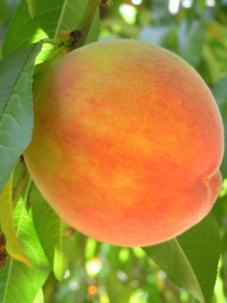 Gleason Early Elberta Peach