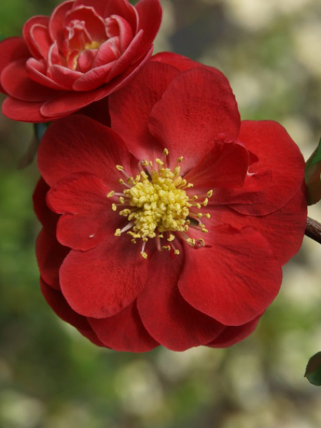 Double Take Scarlet™ Flowering Quince