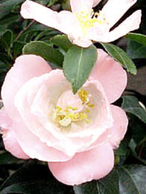 April Blush Camellia
