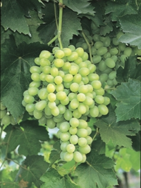 Thompson Seedless Grape