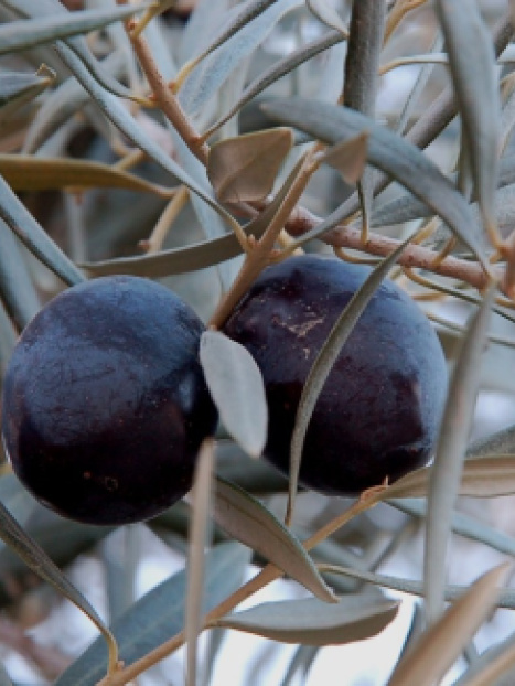 Sevillano Fruiting Olive