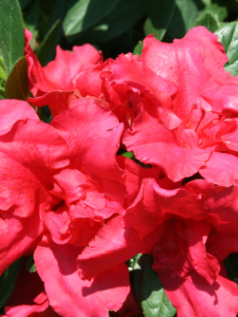 Bloom-A-Thon® Red Reblooming Azalea
