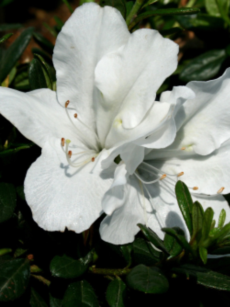 Bloom-A-Thon® White Reblooming Azalea