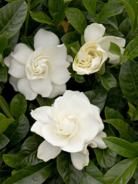 First Love Gardenia (Grafted)