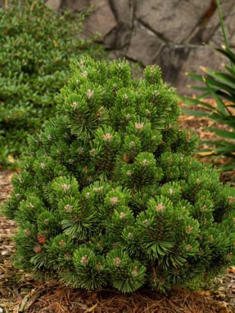 Sherwood Compact Mugo Pine