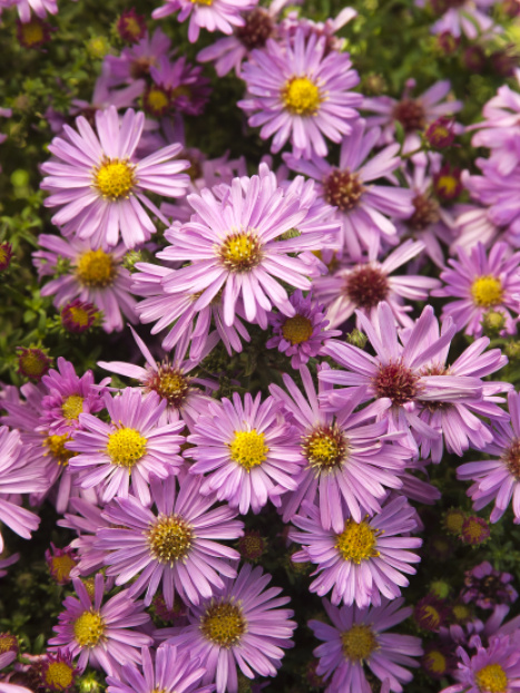 Wood's Pink New York Aster