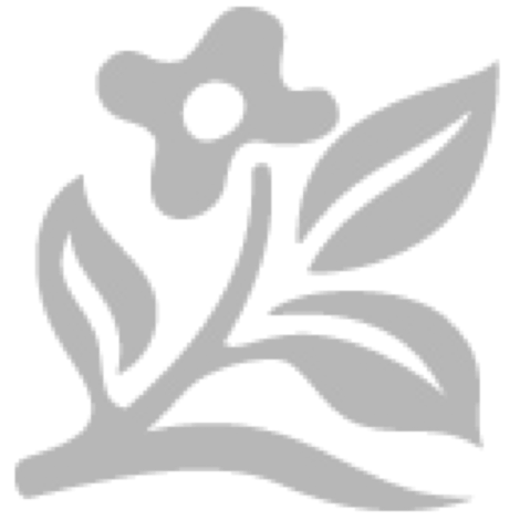 Gartenmeister Fuchsia