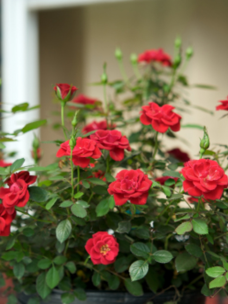 Sunrosa™ Red Shrub Rose