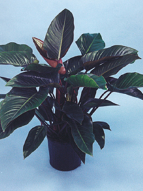 Rojo Congo Philodendron