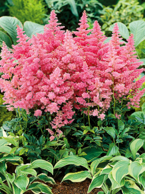 Music™ Country & Western Astilbe
