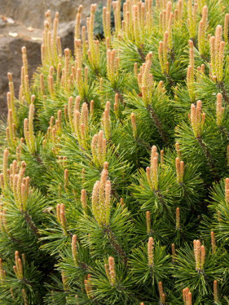 Compact Mugo Pine