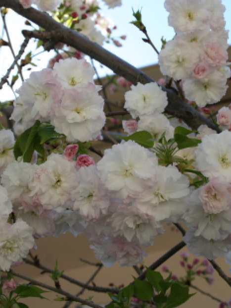 Angel's Blush® Flowering Cherry