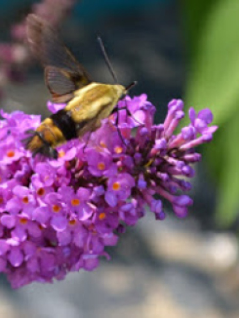 Lo & Behold® Lilac Chip Butterfly Bush