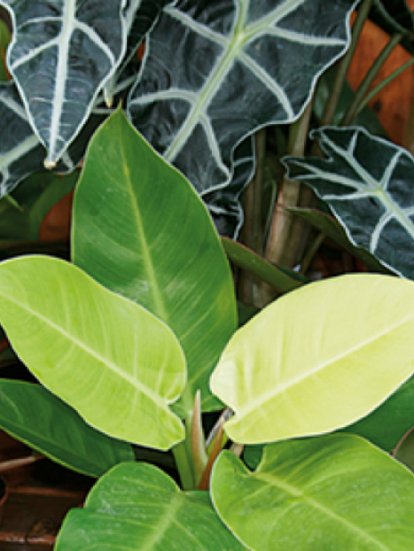 Moon Light Philodendron