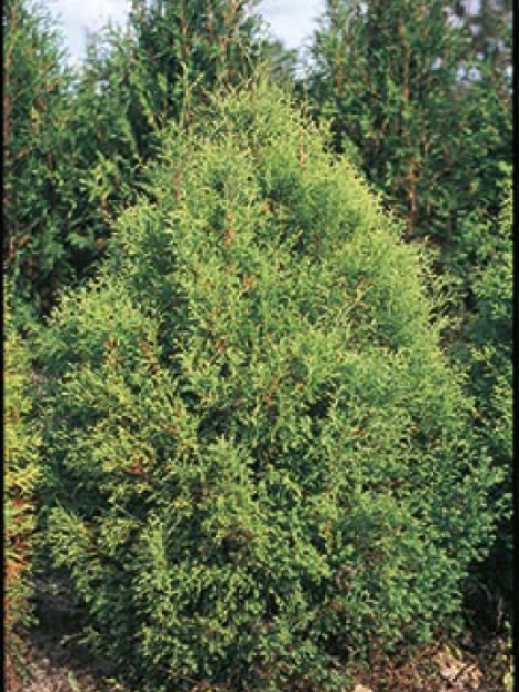 Sherwood Moss Arborvitae